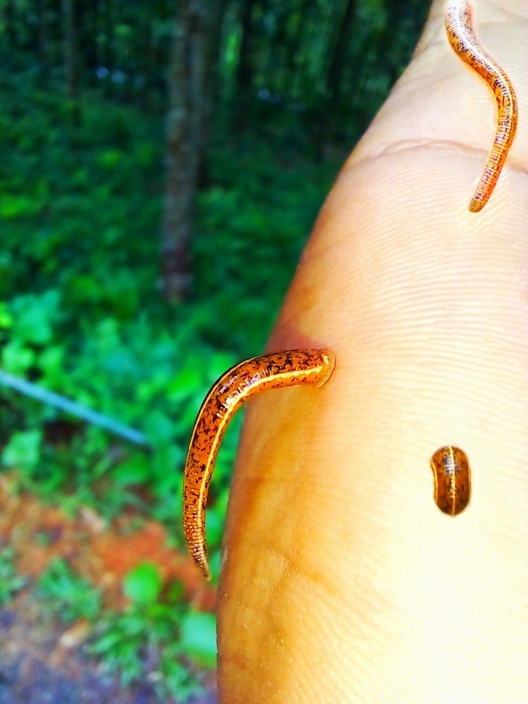 කූඩැල්ලා