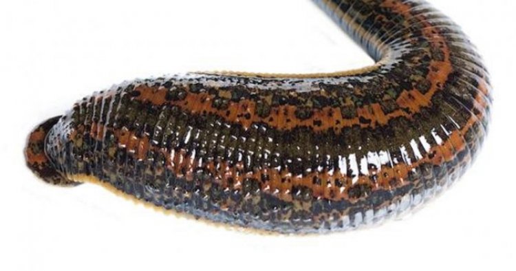 කූඩැල්ලා