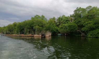 Mangrove Trees (Kadolana)
