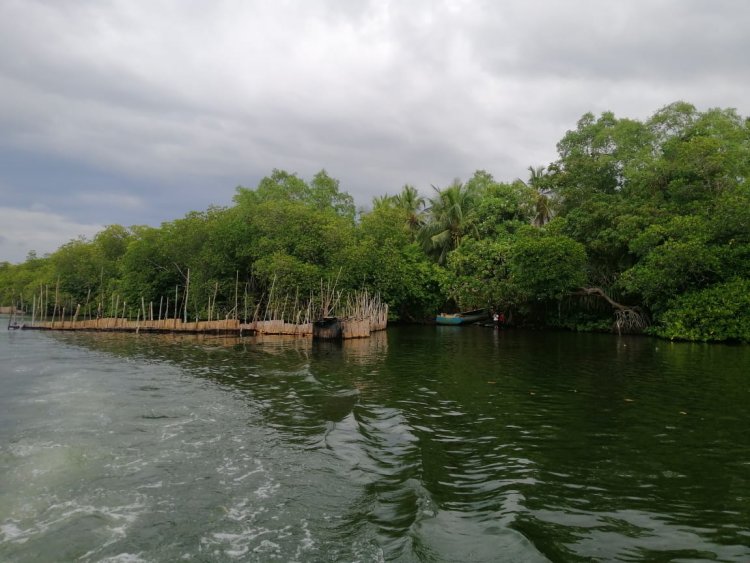 Mangrove Trees (Kadolana)
