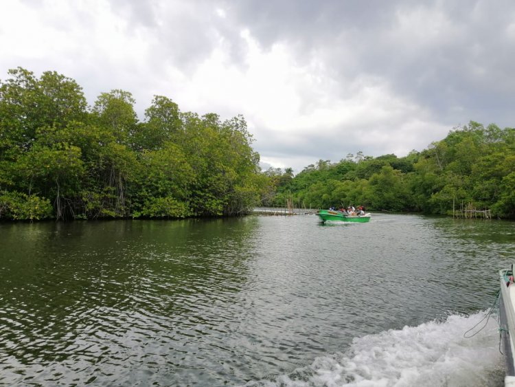 Mangrove Trees (Kadolana)