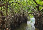 Mangrove Trees with Caves and Forest (Kadolana)