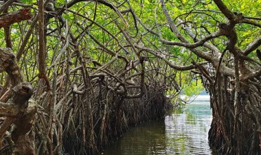 Mangrove Trees with Caves and Forest (Kadolana)