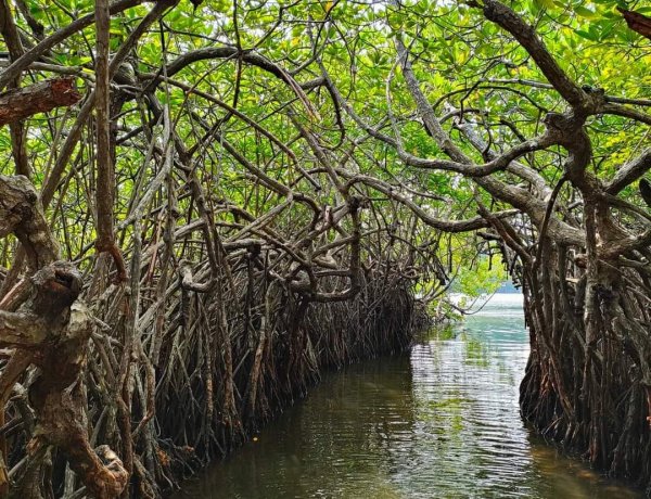 Mangrove Trees with Caves and Forest (Kadolana)
