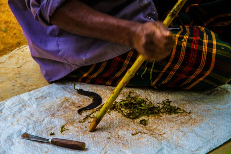 Demonstration of Cinnamon Production